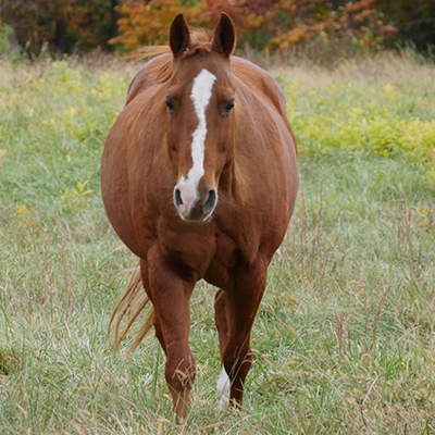 Agricultural & Equine Lifestyles