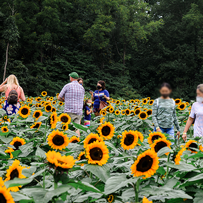 Fall Festivals & Corn Mazes