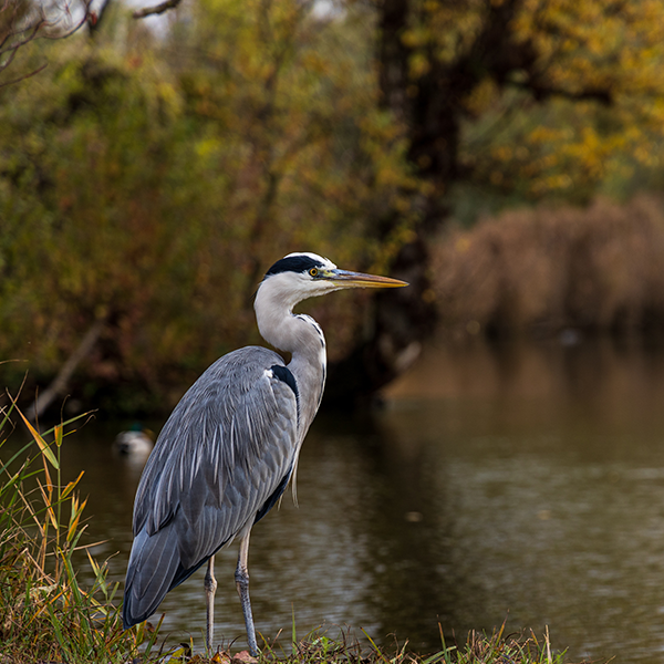 Thomastown Bottoms Nature Preserve