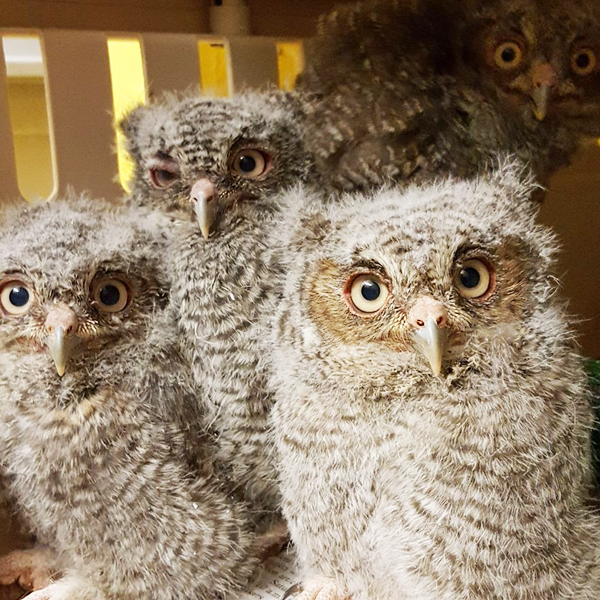 Dwight R. Chamberlain Raptor Center